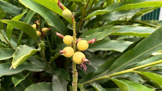 Closeup of Yellow Alpinia Zerumbet Berries on a Stalk Surrounded by Greenery