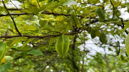 Closeup View of Star Fruit Hanging from a Tree Branch with Leaves