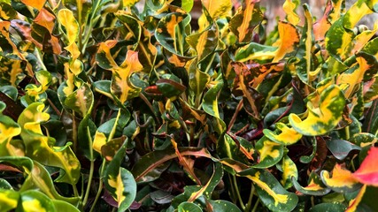 Croton Plant Leaves with Green, Yellow, and Orange Coloration Displayed in Dense Foliage