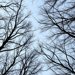 Obraz premium An intimate view of leafless tree branches juxtaposed with the sky.