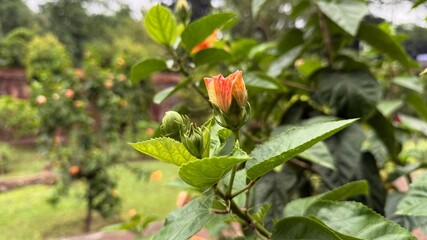 Hibiscus Bud About to Bloom with Green Leaves in an Outdoor Garden Setting