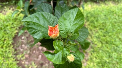 Orange Hibiscus Bud Amidst Lush Green Leaves and Emerging New Buds in Garden