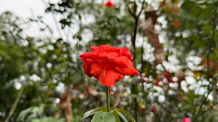 Single Red Rose Bloom Against a Blurry Green Foliage Background CloseUp Perspective