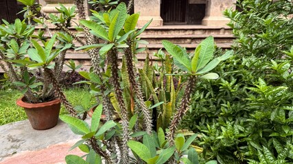 Spiky Crown of Thorns Plant in Pot near Stairs and Lush Greenery Outdoors