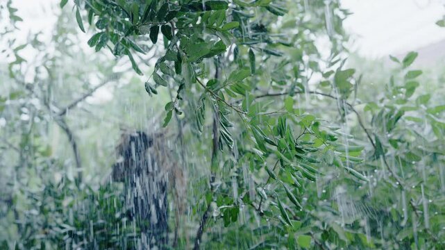 Slow motion close-up heavy shower rain drops falling on green tree leaves in forest.