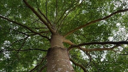 Upward Gaze at a Sprawling Tree with Abundant Green Leaf Canopy