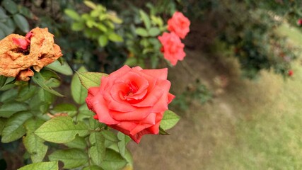 Vibrant Coral Rose Blooming Alongside Fading Blossom with Green Foliage in Garden Setting