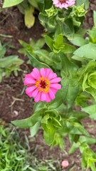 Vibrant Pink Zinnia Flower Blooming Amidst Green Foliage and Garden Soil Backdrop