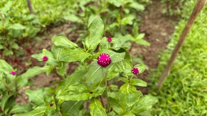 Vibrant Purple Globe Amaranth Flowers Bloom Among Lush Green Foliage in Natural Garden Setting