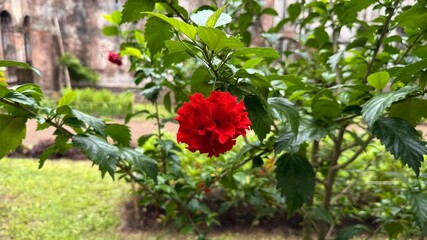 Vibrant Red Double Hibiscus Flower Bloom Surrounded by Green Leaves in Lush Garden Setting