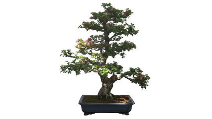 a bonsai tree with white background.