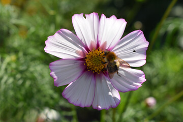 Fototapeta premium Eine Hummel besucht die Blüte eines Schmuckkörbchens