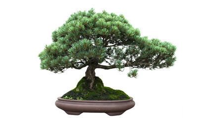 A small bonsai tree in a ceramic pot isolated on a white background.