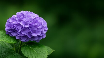 Beautiful Purple Flower Blossom On Green Background