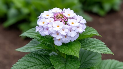 Blooming Purple Flower Surrounded by Green Leaves