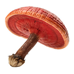 Red reishi Mushroom (Lingzhi) isolated on white background png transparent clipart