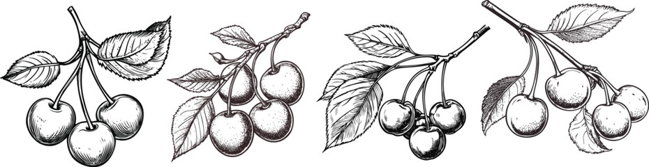 Hand Drawn Cherry Fruit Black and White, Juicy Cherries Line Art for Print Design.