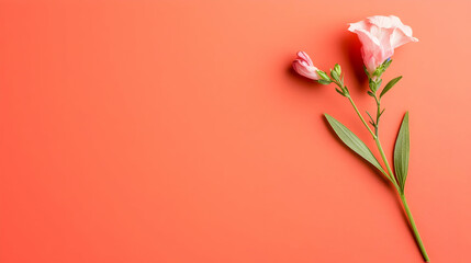 Pink Carnation On Coral Background