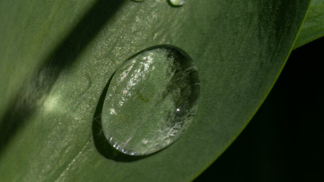 Close-up of rain drops on leaves, top view dew drop on green leaf