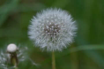 Macro photo of dandelion seed head in a meadow, showcasing fine details of fluffy white seed...