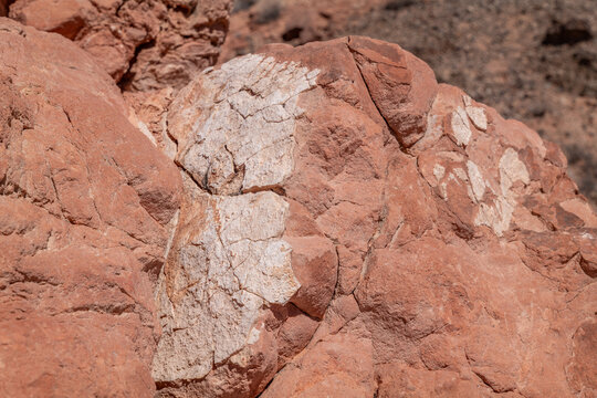 Fire Wave Trail, red Aztec Sandstone outcrops, Early Jurassic geological formation of primarily eolian sand. Valley of Fire State Park, Clark County, Nevada geology. Weathering. Caliche / Calcrete.
