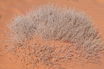 Ambrosia dumosa, the burro-weed or white bursage, a North American species of plants in the family Asteraceae.  Fire Wave Trail, Valley of Fire State Park, Clark County, Nevada