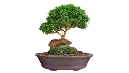 green pine bonsai isolated
