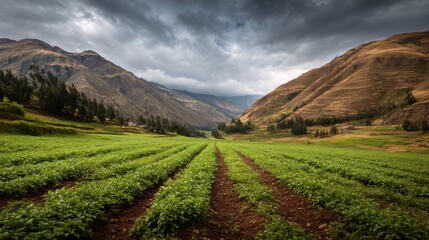 Fototapeta premium Agricultural valley scenery