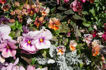 Flowers of various species and colors. Image for background.
