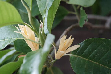 White Champaka Flowers and Green Leaves With Sunlight.