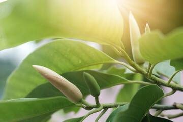 White Champaka Flowers and Green Leaves With Sunlight.