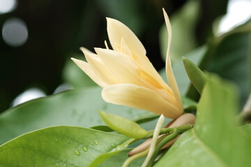 White Champaka Flowers and Green Leaves With Sunlight.