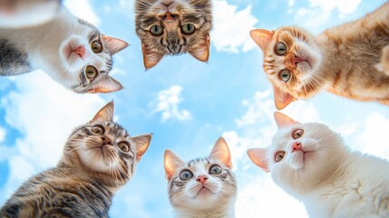 Cats cute looking at the camera, with cute and happy expressions, standing in a circle, viewed from below against the sky, in light colors. This is a realistic high resolution photo. Generative Ai