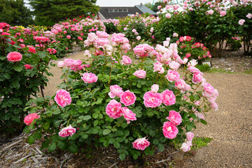 バラの花