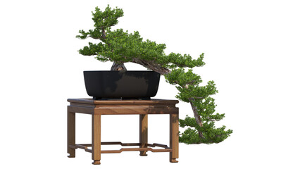 bonsai tree isolated