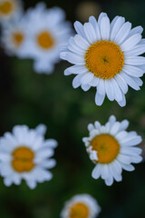 Beautiful white daisy flowers in bloom with vibrant yellow centers captured in shallow depth of field for nature-themed designs, spring concepts, or floral background visuals.
