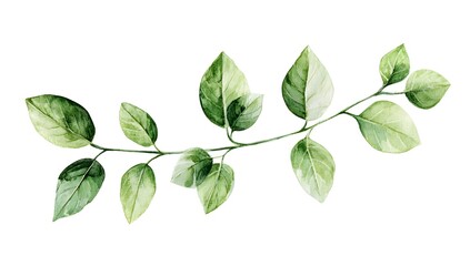 Watercolor painting with light green leaves on a white background, soft and dreamy depictions, pastel color palette, minimalist backgrounds,