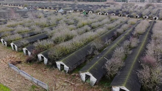 Drone moves forward above abandoned decaying animal farm buildings in Latvia