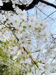 cherry tree blossom