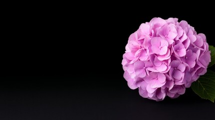 Close-Up Pink Flower on Dark Background