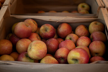 Neatly arranged apples in rustic wooden crates at a local market. This image evokes freshness, harvest, and traditional fruit picking.