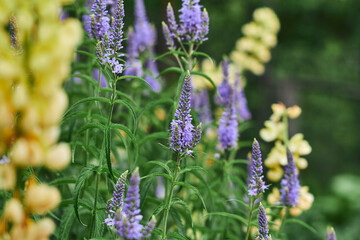 Obraz premium Purple and yellow wildflowers blooming in a sunny garden during spring season