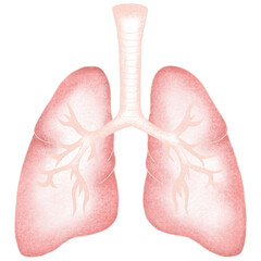 Anatomy internal organs 