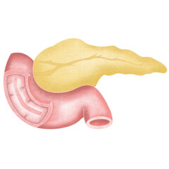 Anatomy internal organs 