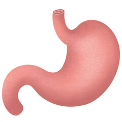 Anatomy internal organs 