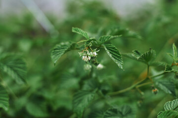 Blossoming raspberry plants in a lush garden during summer sunlight