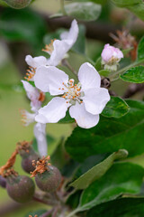 Close-up of a delicate apple blossom in full bloom, with soft white petals and pink hues glowing in natural light – a beautiful symbol of springtime, renewal, and natural beauty.