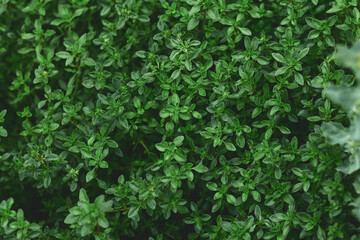 Fresh green thyme growing in a garden setting during sunny daytime