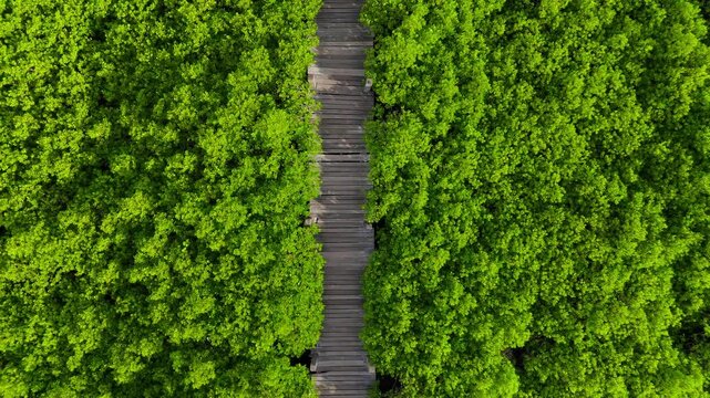 Aerial view of the skywalk in the middle of nature, surrounded by trees. Beautiful mangrove forest.