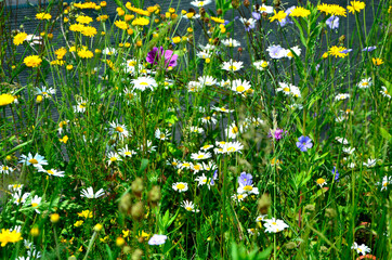 łąka kwietna z kolorowymi kwiatami, kolorowe kwiaty polne, kwiaty dla owadów zapylających, a flower meadow with colorful flowers,	